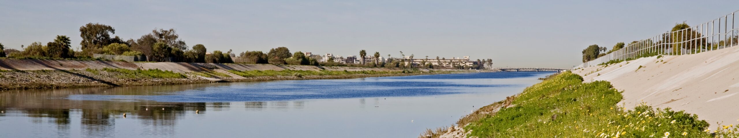 Wildflowers bloom along Ballona Creek, Los Angeles, California, USA